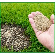 Газонні трави